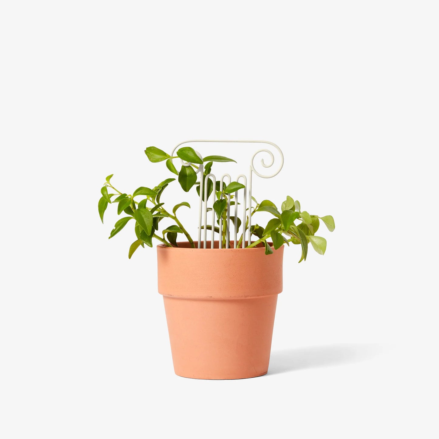 Plant Trellis - Column (Mini)
