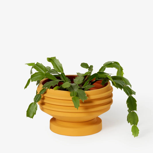 Strata Plant Vessel - Yellow