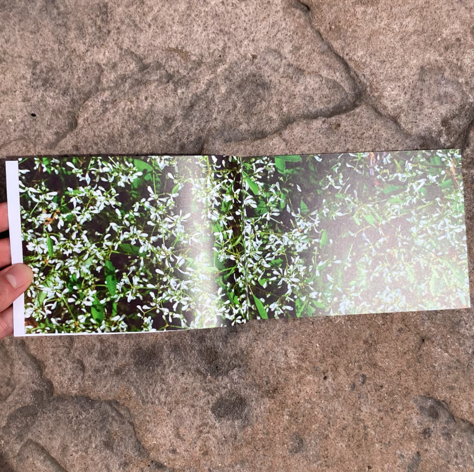 Reaching for the Sky Multimedia Photography Book